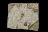 Fossil March Fly (Plecia) - Green River Formation #154496-1
